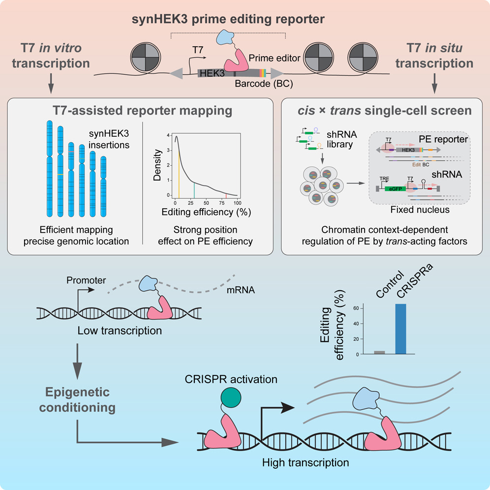 chromatin.jpg